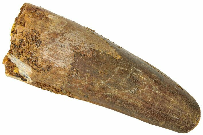 Fossil Spinosaurus Tooth - Feeding Worn Tip #311773